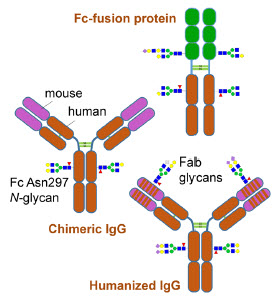 Figure 1: Possible structures of lgG and lgG-fusion proteins
