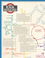 RNA_poster_thumb